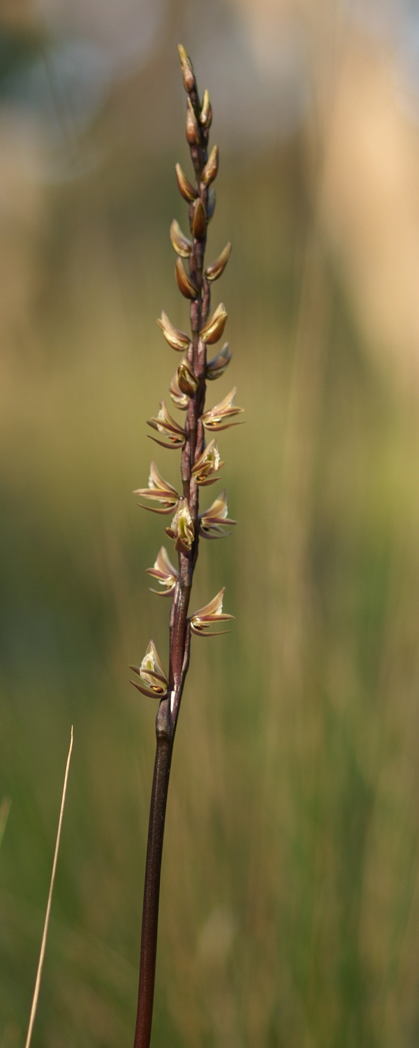 Prasophyllum elatum